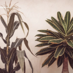 Is a Corn Plant Dracaena a Monocot or Dicot